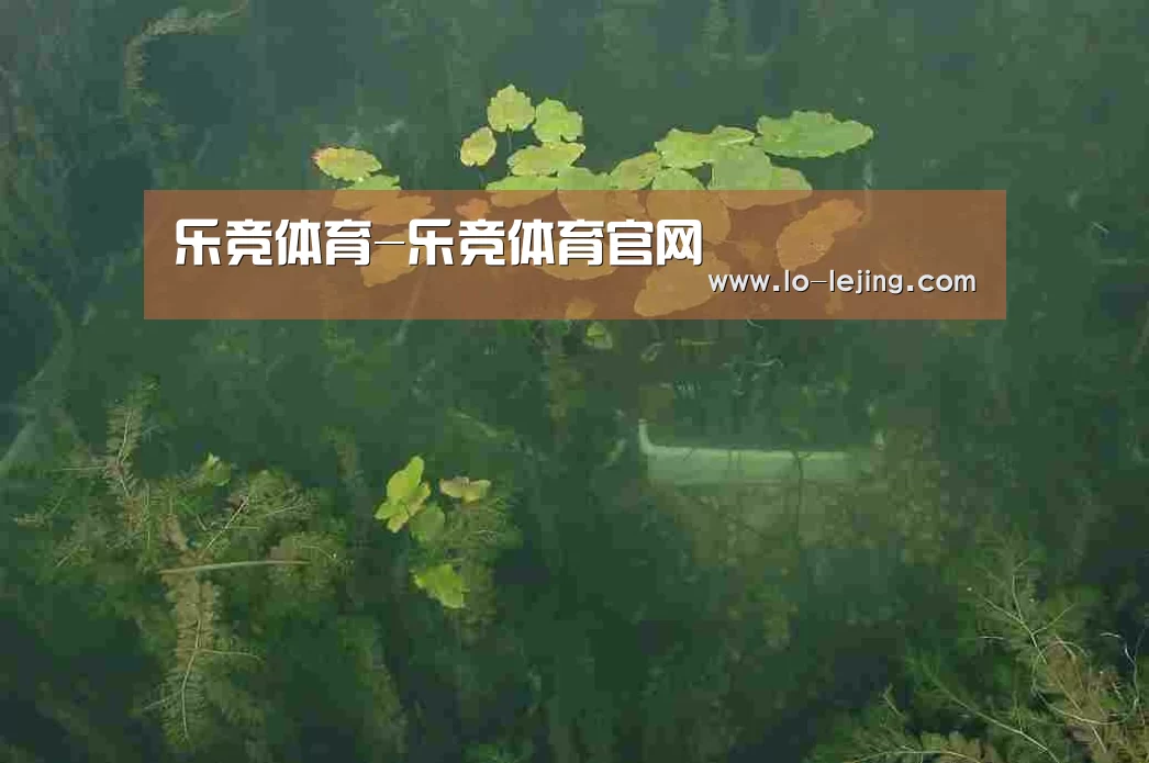 案例展示三